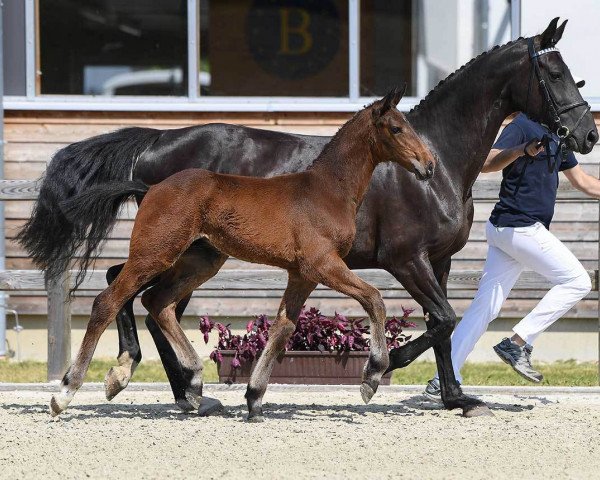 jumper Lord Spezi 4 (German Sport Horse, 2018, from Lord Pezi Junior)