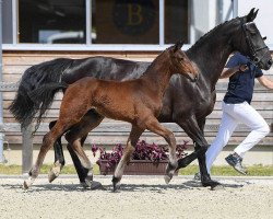 Springpferd Lord Spezi 4 (Deutsches Sportpferd, 2018, von Lord Pezi Junior)