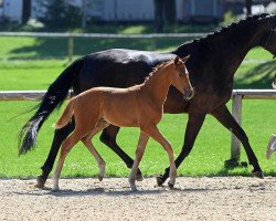 dressage horse Swanity Fair (German Sport Horse, 2018, from Secret)