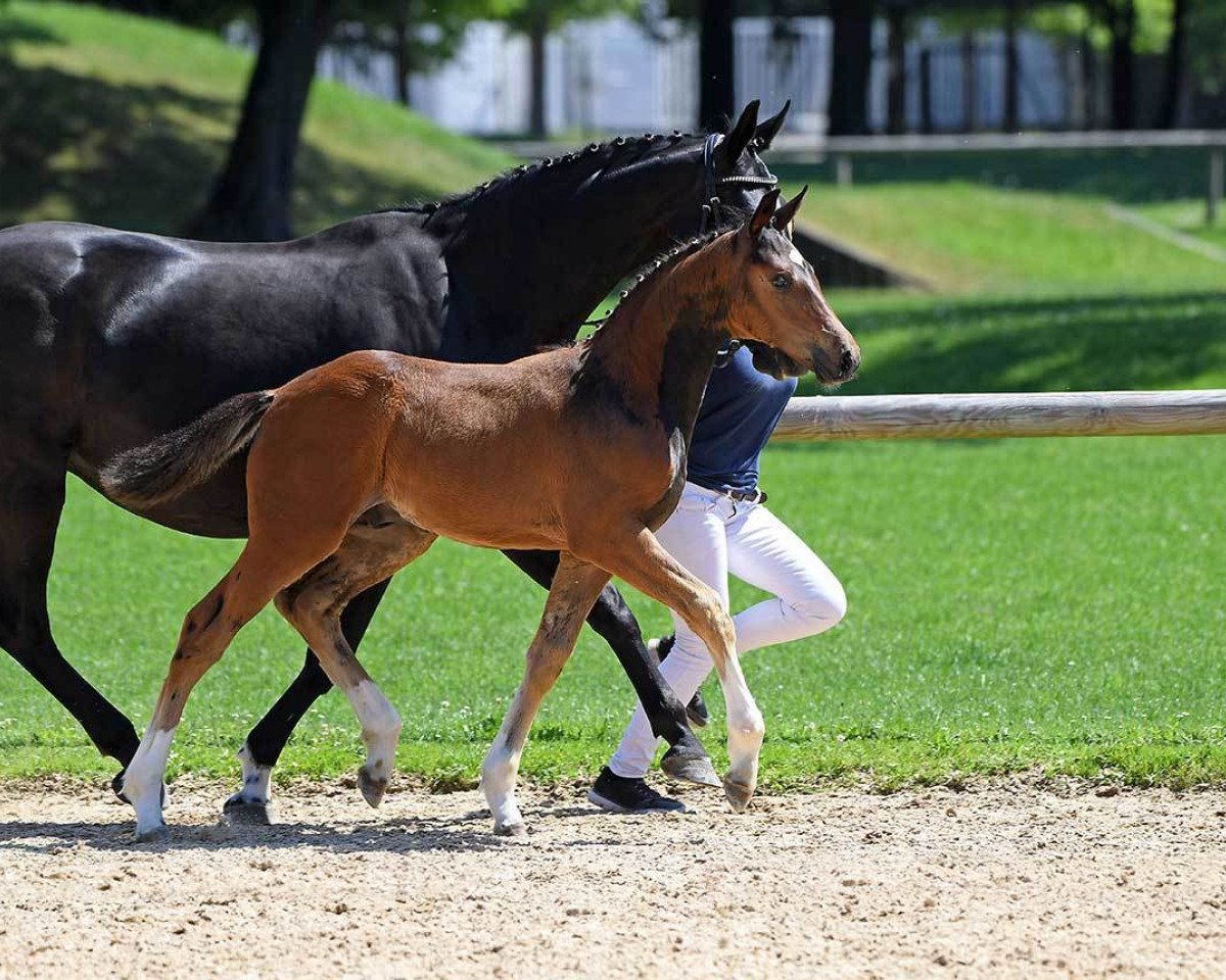 horse Hengst von Domani (Bavarian, 2018, from Domani 28)