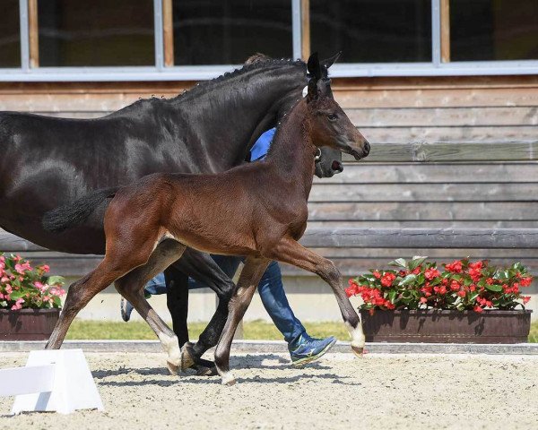 stallion Bale (Bavarian, 2018, from DSP Boss Hoss)