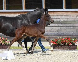 stallion Bale (Bavarian, 2018, from DSP Boss Hoss)