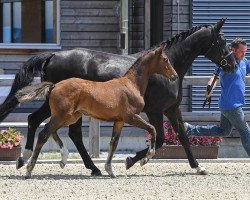 dressage horse Stute von Zackman M (Bavarian, 2018, from Zackman M)