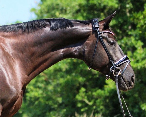 dressage horse Rosalie (Hanoverian, 2013, from Don Index)