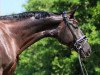 dressage horse Rosalie (Hanoverian, 2013, from Don Index)