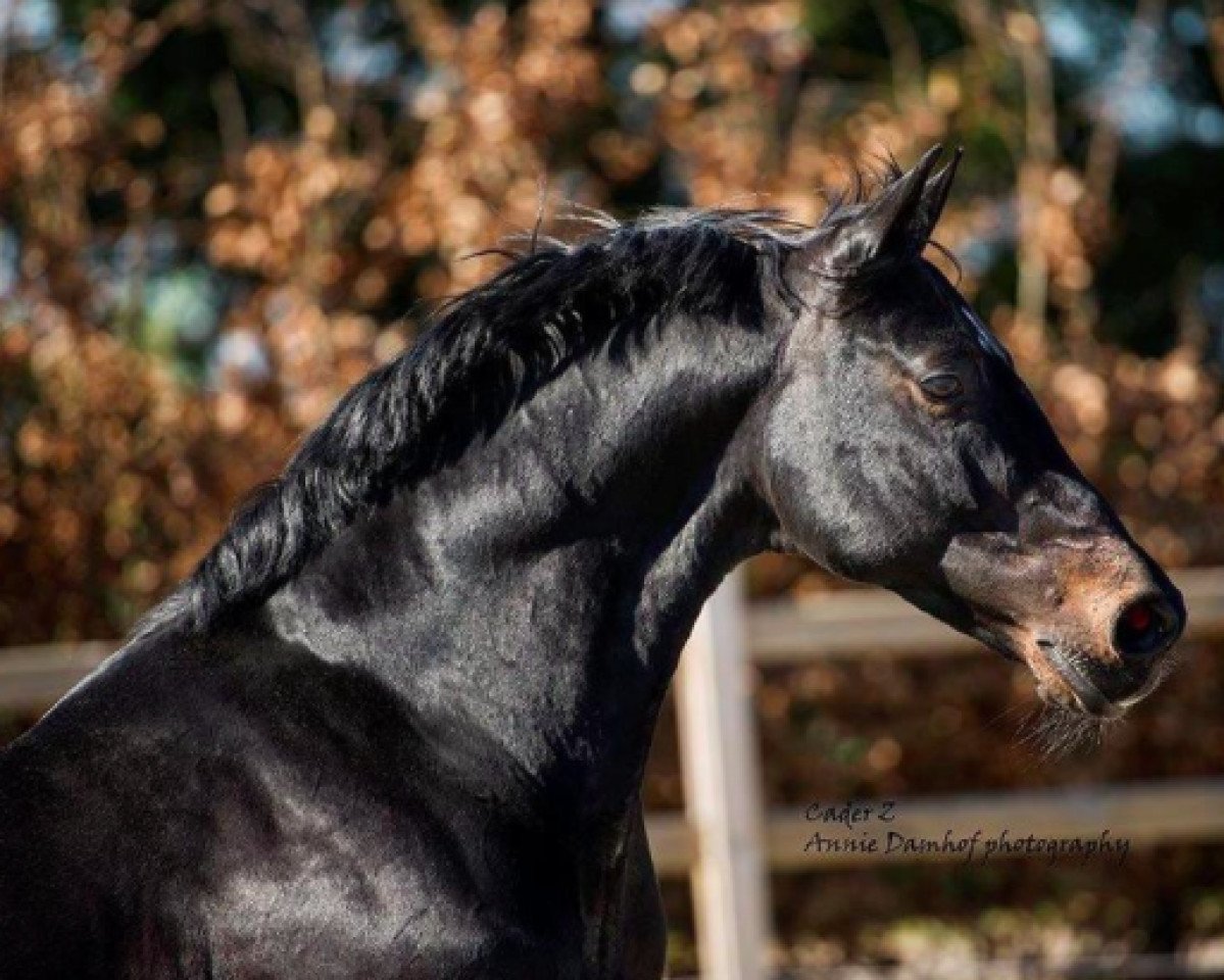 stallion Cade Z (Zangersheide riding horse, 2004, from Calvino Z)