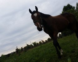 jumper Chipsy (German Sport Horse, 2013, from Cinsey)