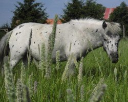 broodmare Jarifa C (Nederlands Appaloosa Pony, 2016)