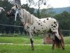 Deckhengst Jarno v.d. Schutlakenweg (Nederlands Appaloosa Pony, 2016, von Safari sunset van Panorama)