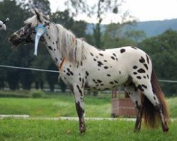 stallion Jarno v.d. Schutlakenweg (Nederlands Appaloosa Pony, 2016, from Safari sunset van Panorama)