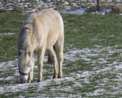 Deckhengst Duke van Sundance (Nederlands Appaloosa Pony, 2017, von Jacko van de Eerdse Hoeve)