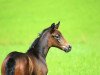 dressage horse Firstclass D'Arx (Austrian Warmblood, 2011, from Fit for Fun)