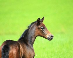 dressage horse Firstclass D'Arx (Austrian Warmblood, 2011, from Fit for Fun)