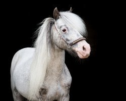 stallion Adema's Giovanni (Nederlands Appaloosa Pony, 2001, from Cranleigh Merlin)