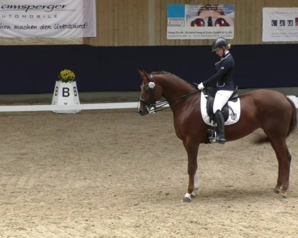 Reitturnier Weilheim/Teck 2017