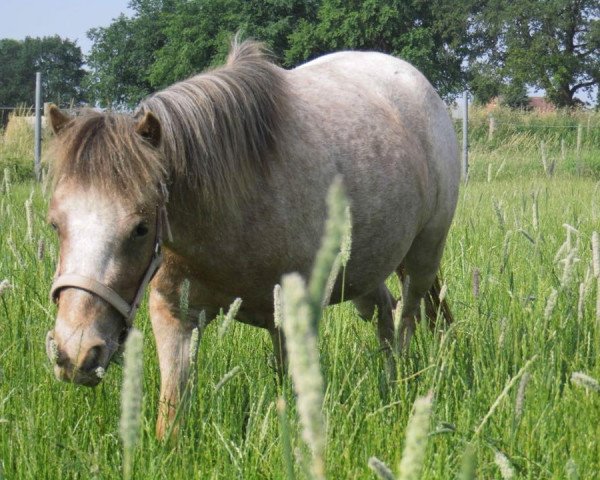 broodmare Nevada van Stal Yellowhoeve (Nederlands Appaloosa Pony, 2012, from Adema's Giovanni)