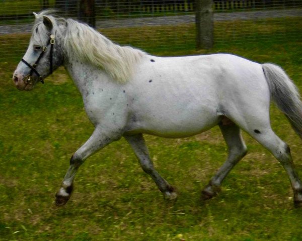 stallion Vaderhoeve's Gideon (Nederlands Appaloosa Pony, 2005, from Mc Gregor)