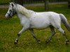 Deckhengst Vaderhoeve's Gideon (Nederlands Appaloosa Pony, 2005, von Mc Gregor)