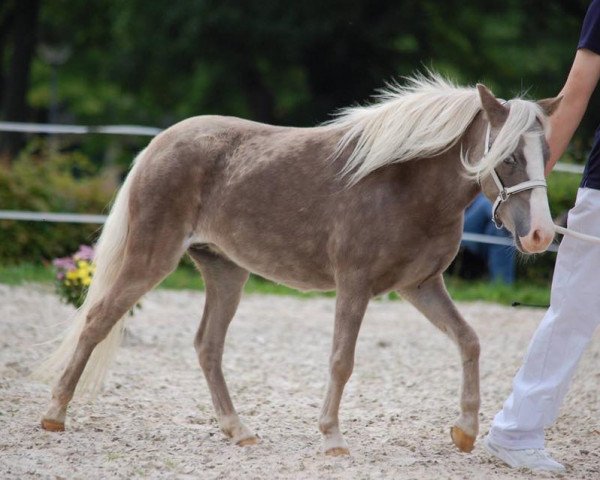 Zuchtstute Blue Heaven vom Regenbogen (Deutsches Classic Pony, 2015, von Django)