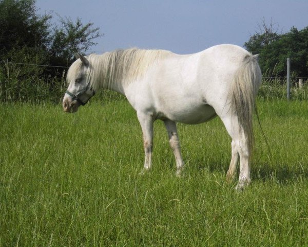 broodmare Elfenzauber vom Regenbogen (Dt.Part-bred Shetland pony, 2016, from Avajo)