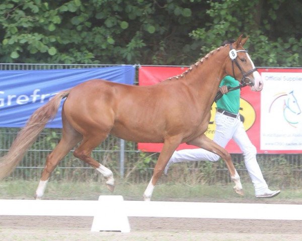 broodmare Calida del sol J (German Riding Pony, 2012, from FS Champion de Luxe)