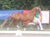 broodmare Calida del sol J (German Riding Pony, 2012, from FS Champion de Luxe)