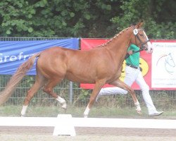 Zuchtstute Calida del sol J (Deutsches Reitpony, 2012, von FS Champion de Luxe)