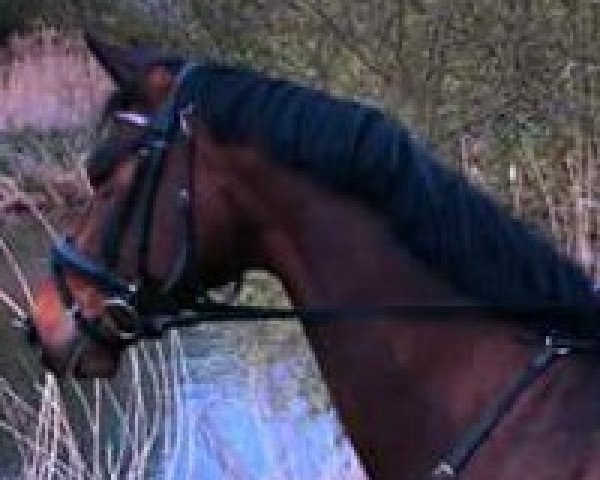 broodmare Finesse Cataya (Westphalian, 2011, from Fürst Fugger)