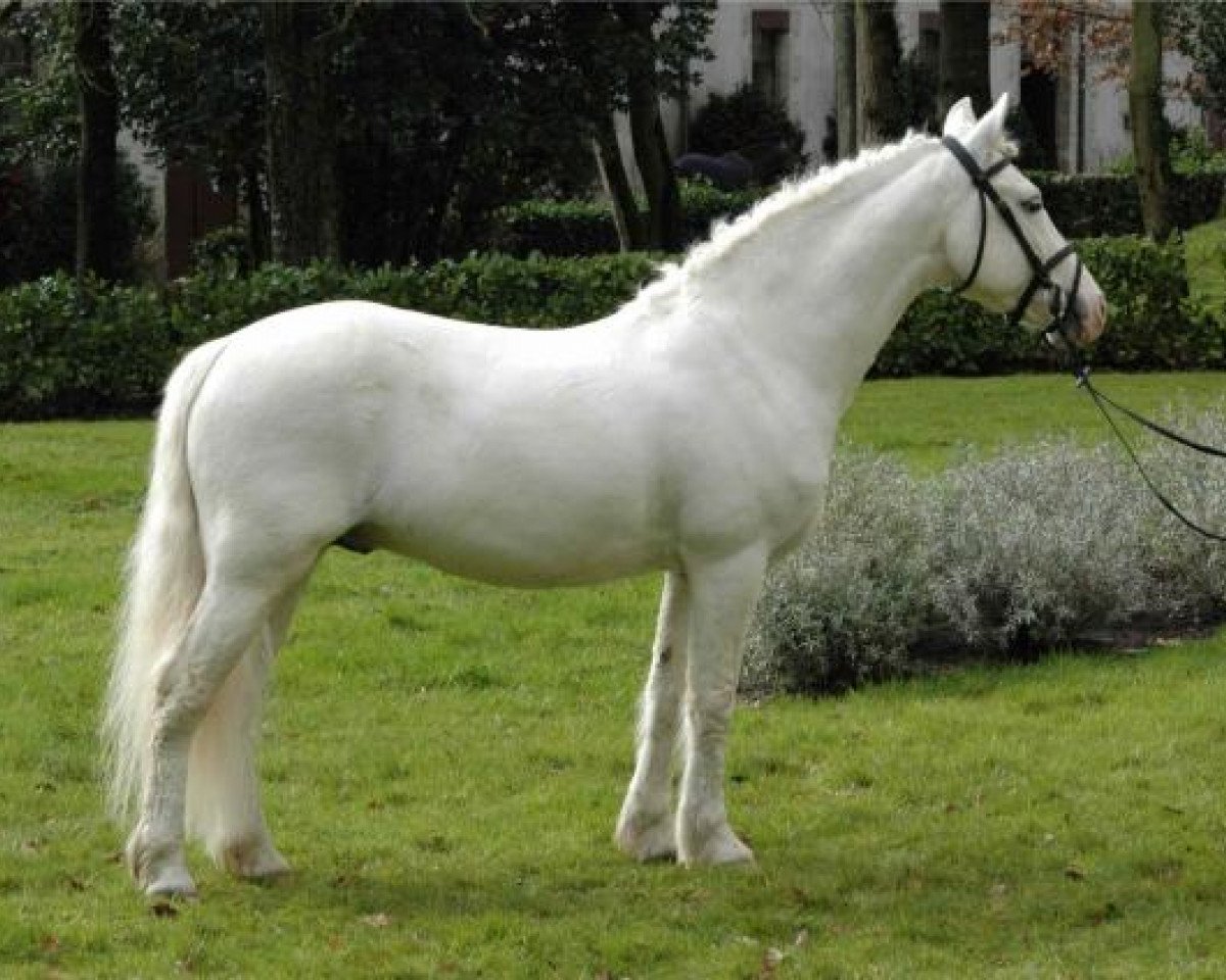 Deckhengst Ivoire de Civry (New-Forest-Pony, 1996, von Perac des Etangs)