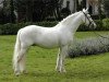 stallion Ivoire de Civry (New Forest Pony, 1996, from Perac des Etangs)