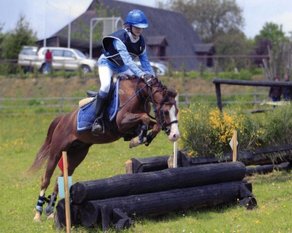 stallion Linde Hoeve's Roeland (Welsh-Pony (Section B), 2002, from Den Bramel's Rio)