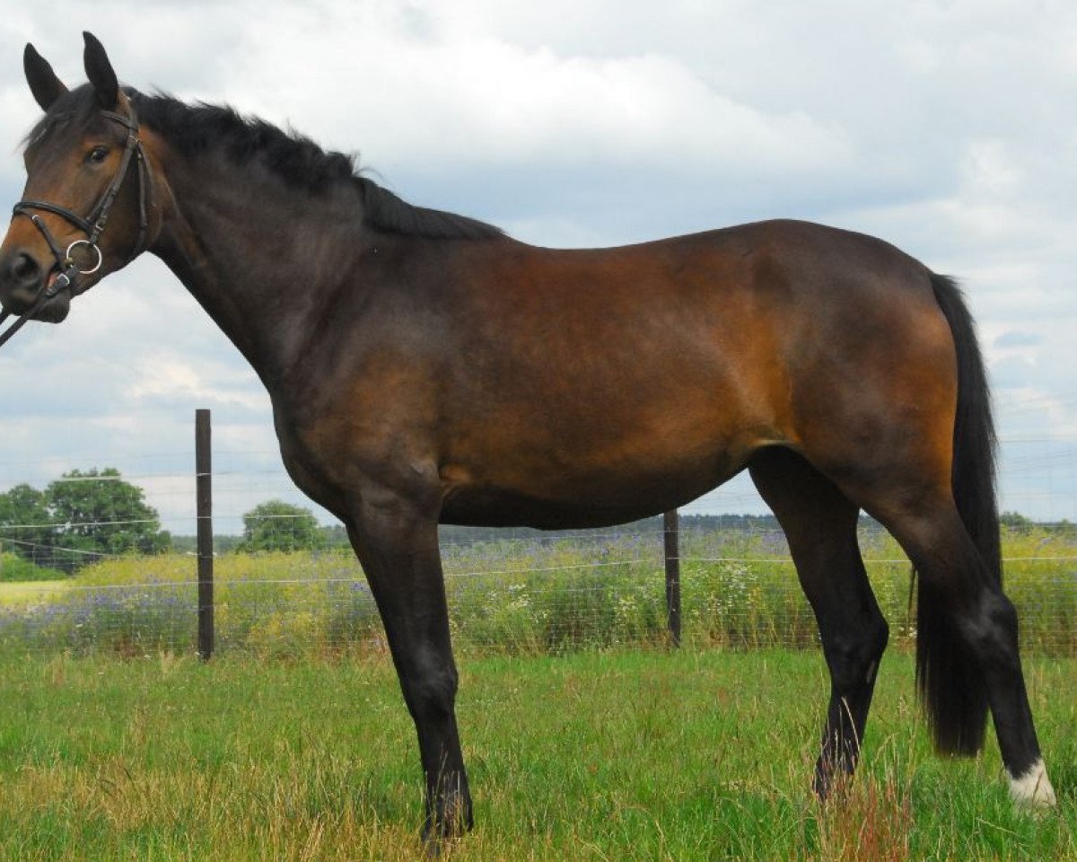 Zuchtstute Wyoming (Deutsches Sportpferd, 2007, von Unbekannt PONY)