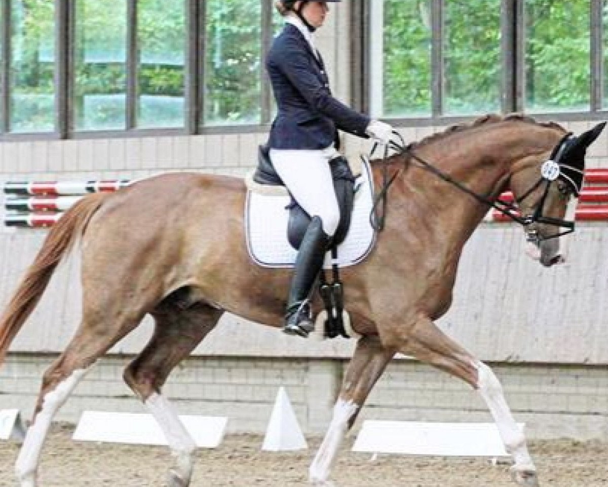 Dressurpferd Belmar (Westfale, 2011, von Belissimo NRW)