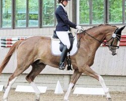 dressage horse Belmar (Westfale, 2011, from Belissimo NRW)