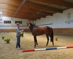 broodmare Gipsy LH (Holsteiner, 2014, from Calido I)