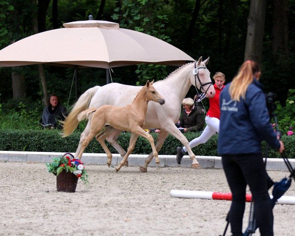 dressage horse Quantum Aurum TS (Westphalian, 2018, from Quantensprung 3)