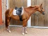 dressage horse Despina (Oldenburg, 2010, from Desperados FRH)