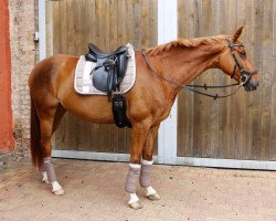 dressage horse Despina (Oldenburg, 2010, from Desperados FRH)