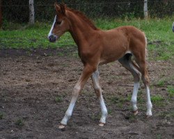 Springpferd Uncalido Sr (Holsteiner, 2018, von Untouchable)