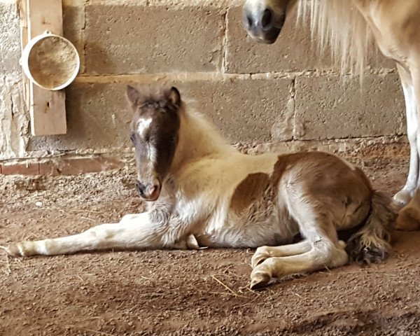 stallion Winnetou von Abt (Dt.Part-bred Shetland pony, 2018, from Willow vom Olendiek)