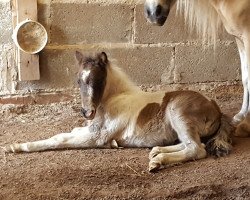 Deckhengst Winnetou von Abt (Dt.Part-bred Shetland Pony, 2018, von Willow vom Olendiek)