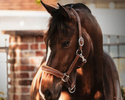 dressage horse Dancing Lord CH (Westphalian, 2012, from Diamond Hit)