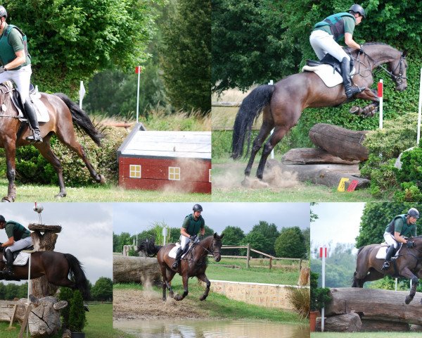 eventing horse Celia 42 (Holsteiner, 2013, from Cormint)