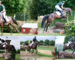 eventing horse Celia 42 (Holsteiner, 2013, from Cormint)