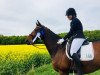 dressage horse Lasar 24 (Hanoverian, 2010, from Lauries Crusador xx)