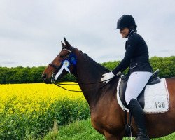 dressage horse Lasar 24 (Hanoverian, 2010, from Lauries Crusador xx)