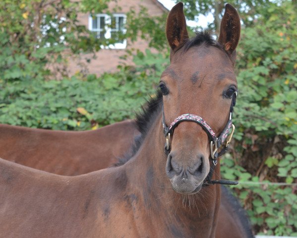 jumper Sheffield (Hanoverian, 2018, from Szenario)