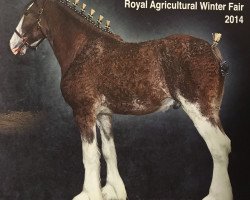 Deckhengst 2S Barnaby's Grand Lucchese (Clydesdale, 2012, von Bogton Barnaby)