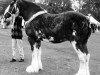 Zuchtstute Kettlestoun Valetta (Clydesdale, 1981, von Doura Masterstroke)