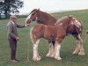 broodmare Collessie Bride's Blossom (Clydesdale,  , from Collessie All's Well)